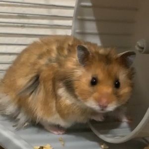 Meet your Posher, Imelda